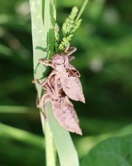 Gomphus