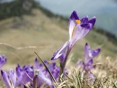 Crocus heuffelianus scepusiensis
