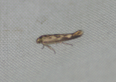 Scythris limbella