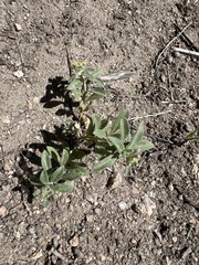 Alyssum
