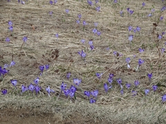 Crocus heuffelianus scepusiensis
