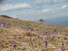 Crocus heuffelianus scepusiensis