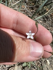 Gilia clokeyi