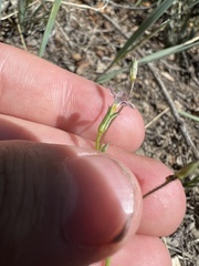 Gilia clokeyi