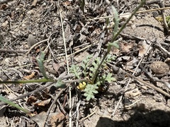 Gilia clokeyi