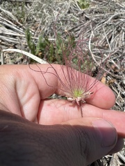 Geum triflorum