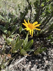Arnica fulgens