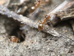Prenolepis