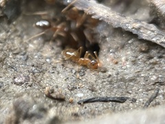Prenolepis