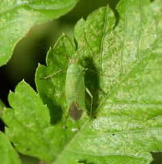 Orthotylinae