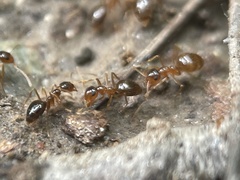 Prenolepis