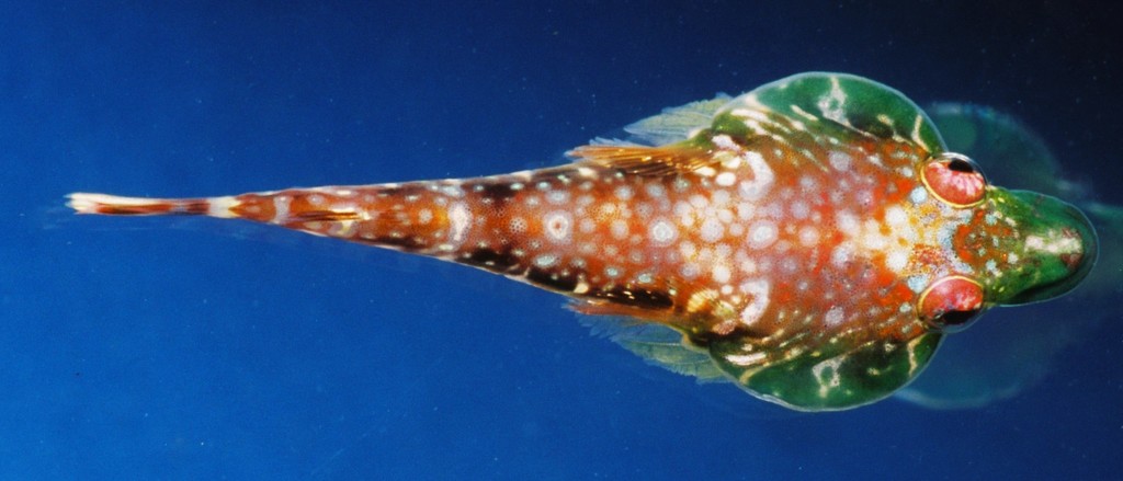 Sao Tome Clingfish