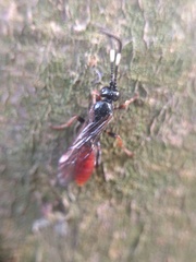 Crypteffigies lanius