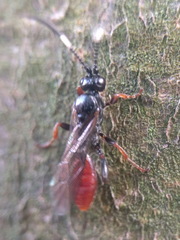 Crypteffigies lanius