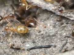 Prenolepis