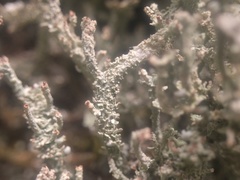 Cladonia ramulosa