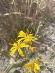 Crepis intermedia