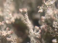 Cladonia ramulosa