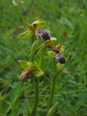Ophrys vasconica