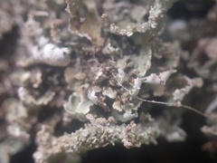 Cladonia ramulosa
