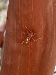 Neoclytus tenuiscriptus