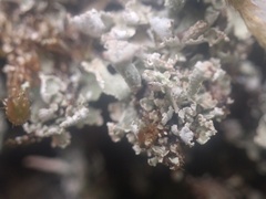 Cladonia ramulosa