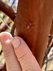 Neoclytus tenuiscriptus