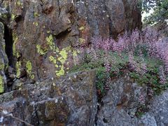 Heuchera hirsutissima