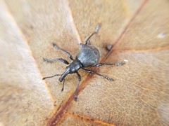 Acanthopterus bidens