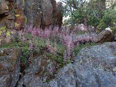 Heuchera hirsutissima