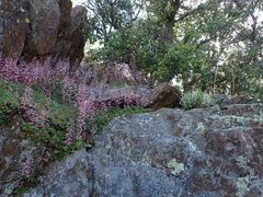 Heuchera hirsutissima
