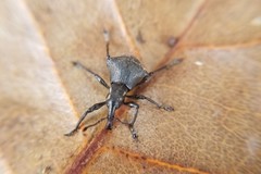 Acanthopterus bidens