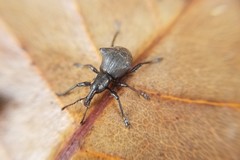 Acanthopterus bidens