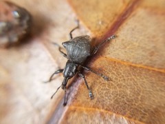 Acanthopterus bidens