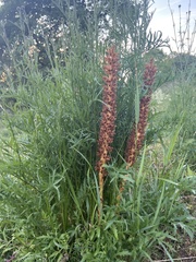Orobanche elatior
