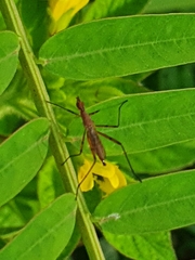 Micropeza corrigiolata