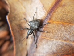 Acanthopterus bidens