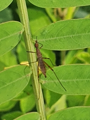 Micropeza corrigiolata