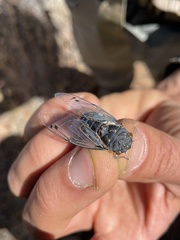 Hadoa chiricahua