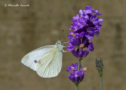 Southern Small White, photo 8 of 10