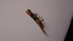 Calamacris clendoni