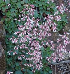 Heuchera hirsutissima