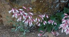 Heuchera hirsutissima