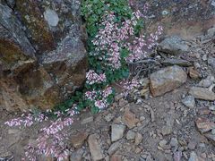 Heuchera hirsutissima