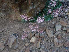 Heuchera hirsutissima