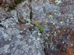 Heuchera hirsutissima