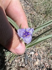 Tradescantia occidentalis