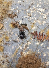 Steatoda mainlingensis