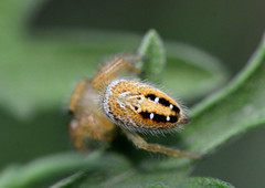 Phidippus cardinalis