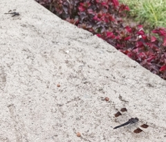 Brachythemis leucosticta